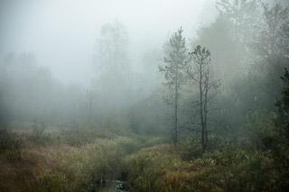 Pines in a Foggy Marsh