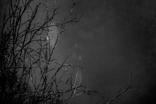 Dark Webs