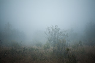 Willows in the Mist