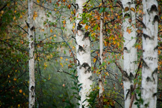 Fall Birch on a Misty Morning