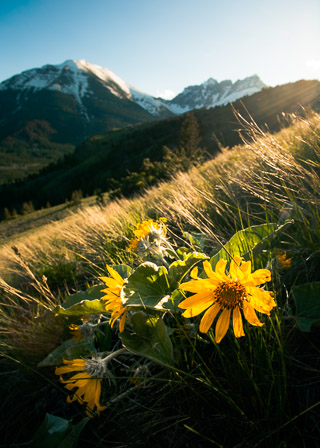 Arnica Hillside