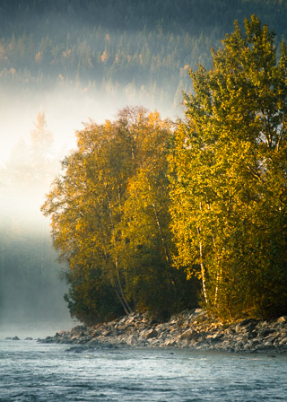 Fall Birch 