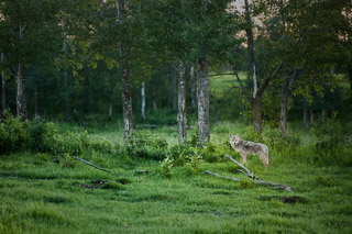 Coyote
