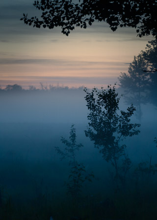 Small Poplars in Mist