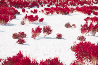 Red Samphire Groves
