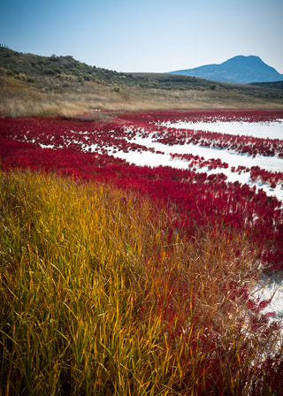 Alkali Colors
