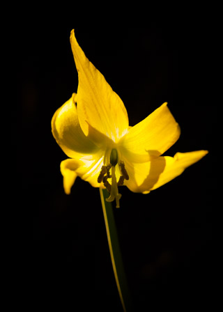 Bright Avalanche Lily