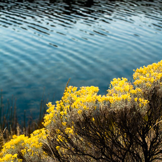 Blooming Sagebrush