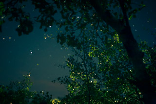Starry Grove