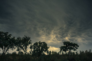 Storm Over a Windbreak