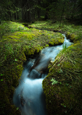 A Channel Through the Moss