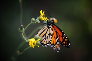 Monarch Butterfly