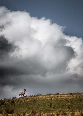 Elk on a Ridge
