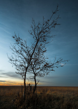 Sunset Willow on the Prairie