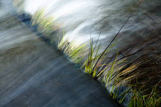 Determined Grass