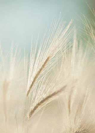 Foxtail Glow
