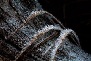 Icy Grass Fingers
