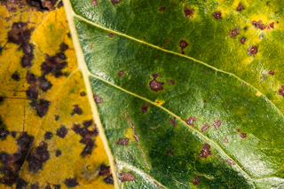 Patriotic Leaf