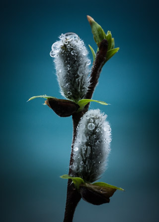 Catkins in the Rain