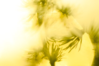 Into the Sun: Tamarack Needles