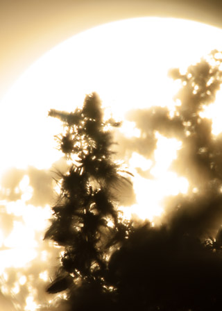 Into the Sun: Seed Stalks