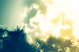 Into the Sun: Shaded Goldenrod