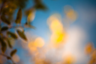 Impressions of a Golden Fall