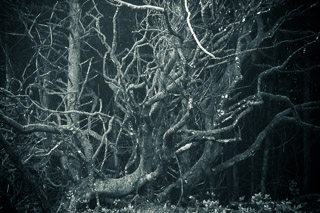 Frenetic Tree