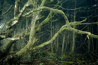 Respectful Space for an Aging Tree