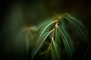 Willow Bough