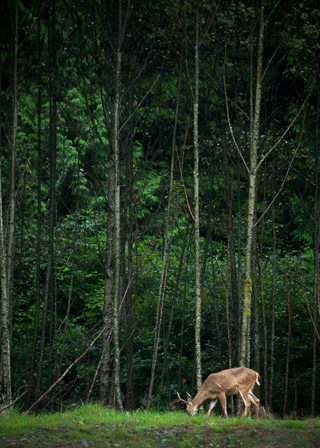 Deer Beneath Tall Young Trees