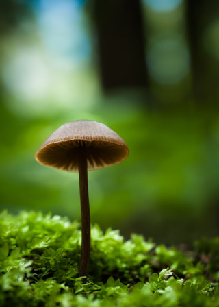 Mushroom in Green Moss