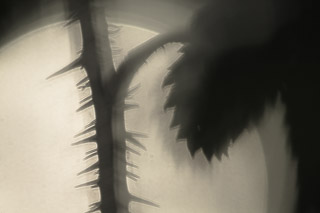 Into the Sun: Rose Thorn Shadows