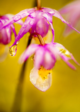 Calypso in Yellow