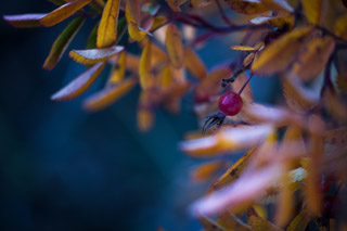 Round Rose Hip