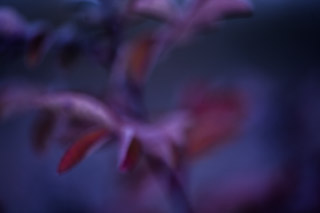 Dusk Rosebush