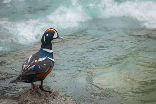 Harlequin Duck