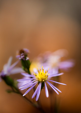 Asters on Orange