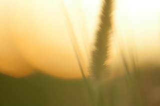 Into the Sun: Meadow of Grass