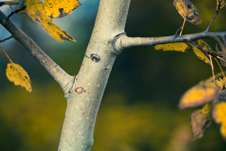 Branching Poplar