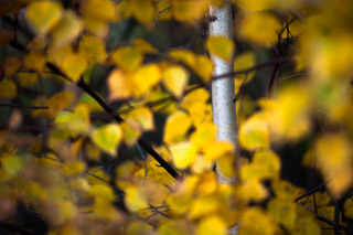 Birch Impressions