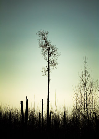 Winter Survivor