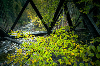 Overgrown Bridge Supports