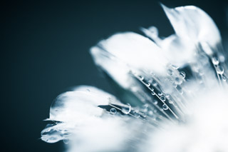 Drenched Dandelion