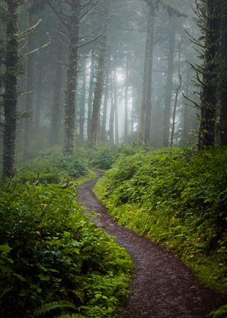 Path Into the Misty Forest