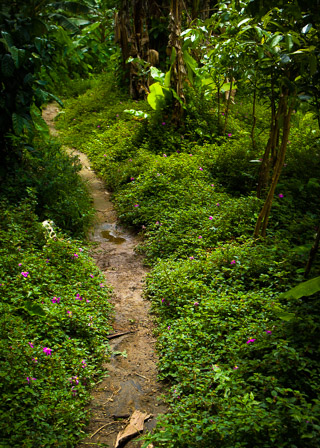 Path to Rosalie