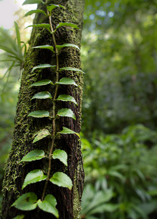 Vine Growing on Tree Fern