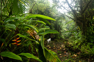 Dogs in the Jungle