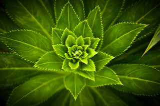 Fractal Growth