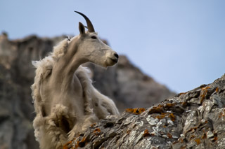 Scruffy Goat